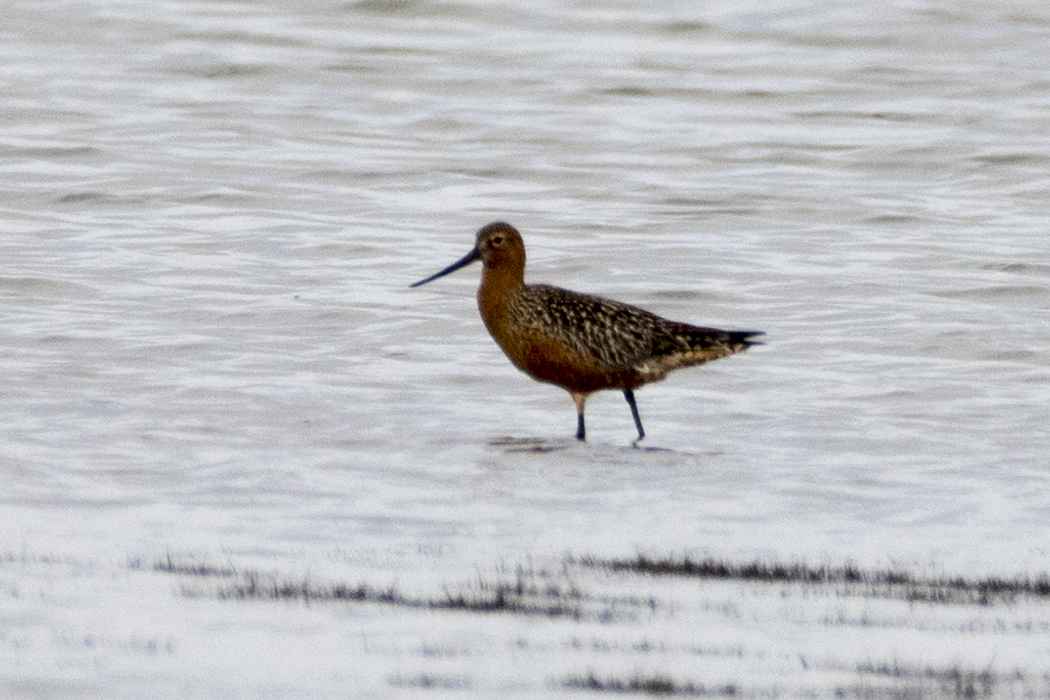 Bar-tailed Godwit